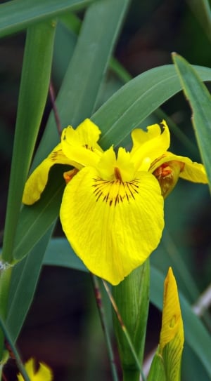 yellow Iris closeup photography thumbnail