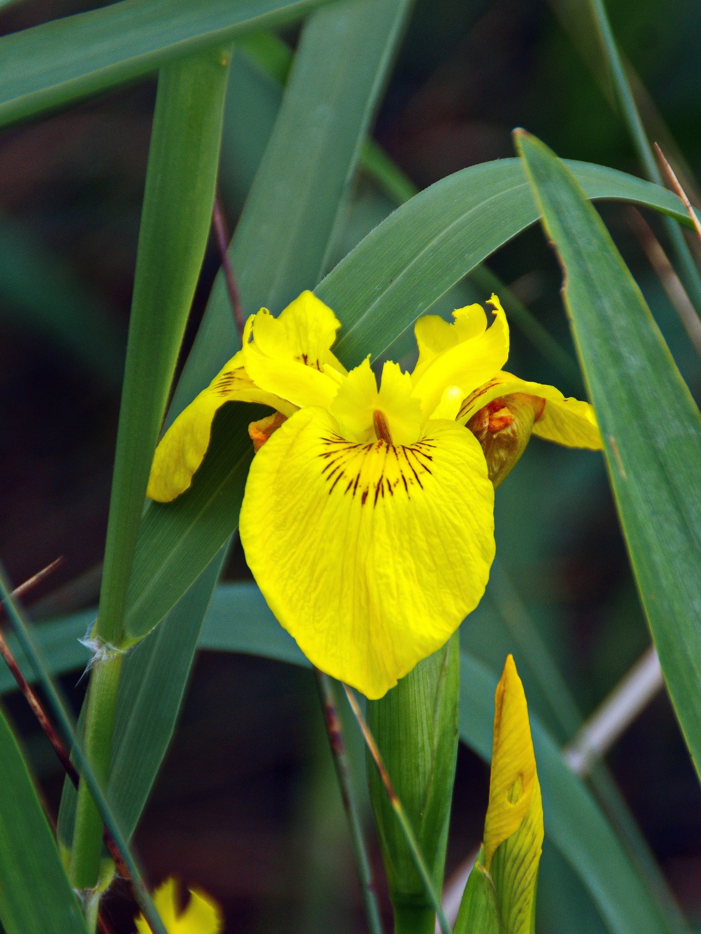 yellow Iris closeup photography