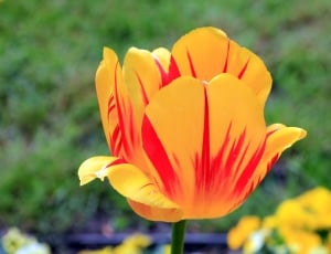 yellow-and-red tulip thumbnail