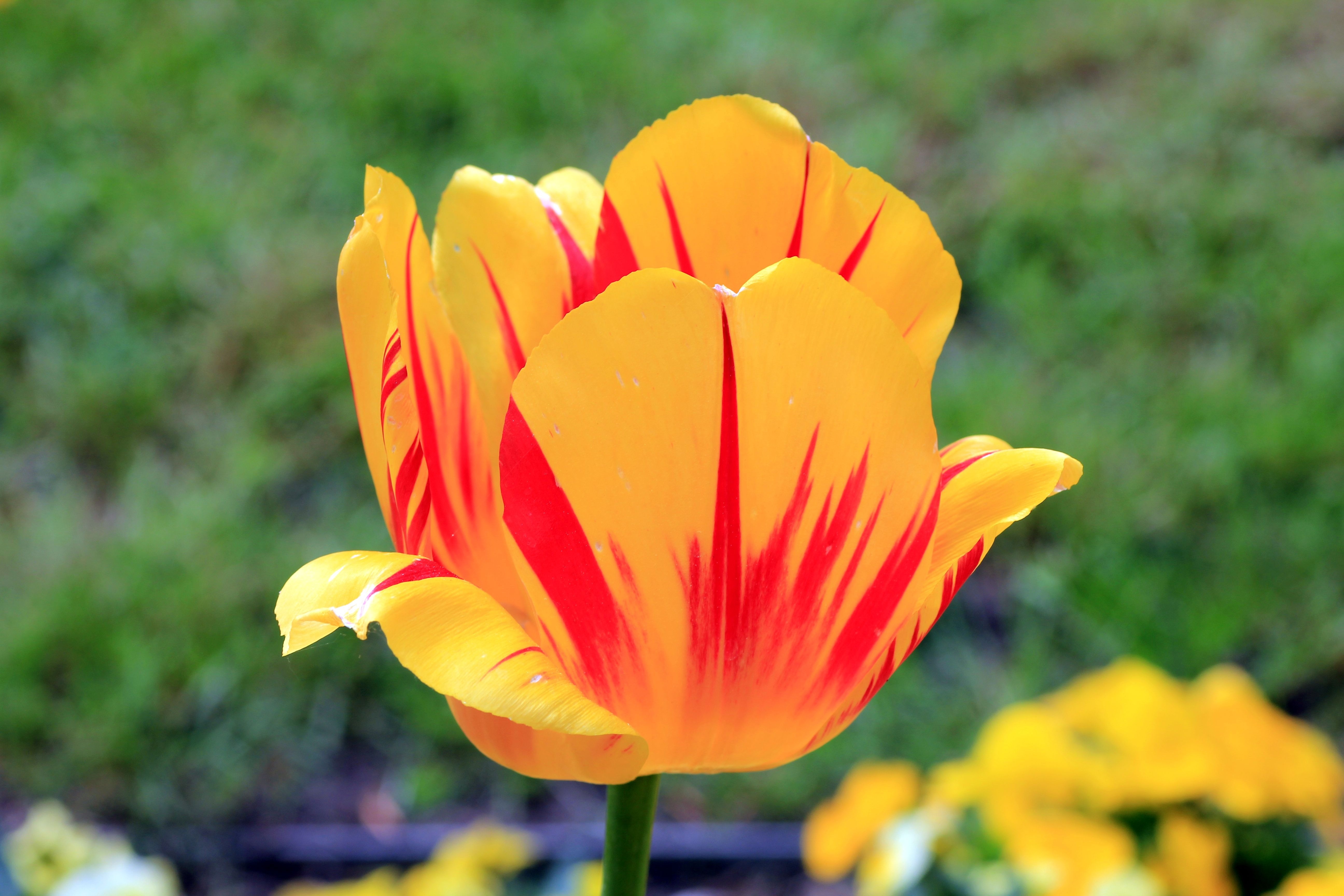 yellow-and-red tulip