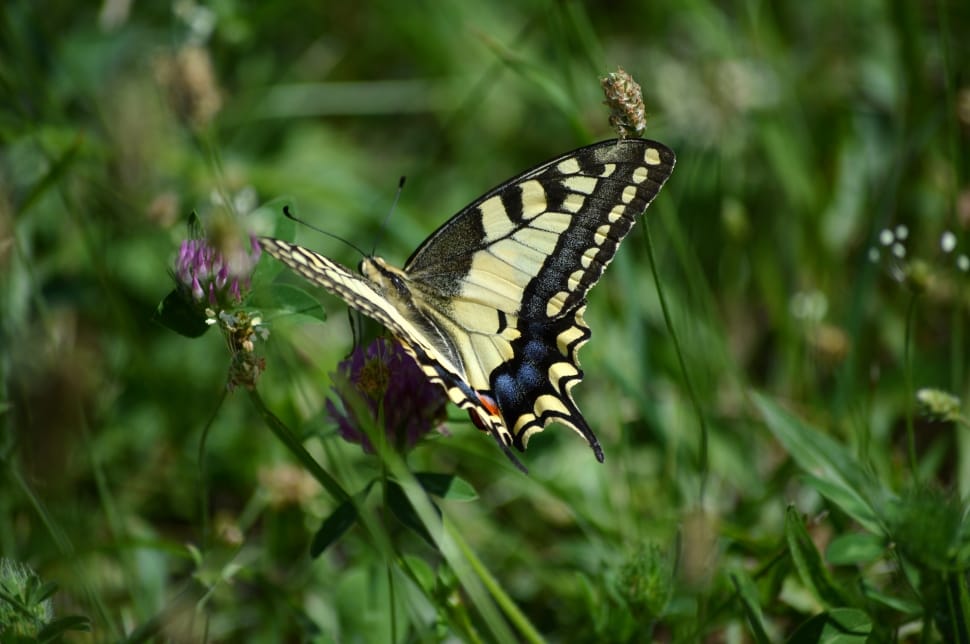Butterfly, Europe, Bulgaria, animals in the wild, one animal preview