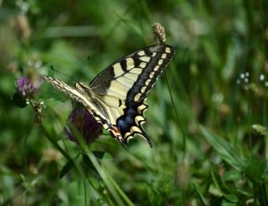Butterfly, Europe, Bulgaria, animals in the wild, one animal thumbnail