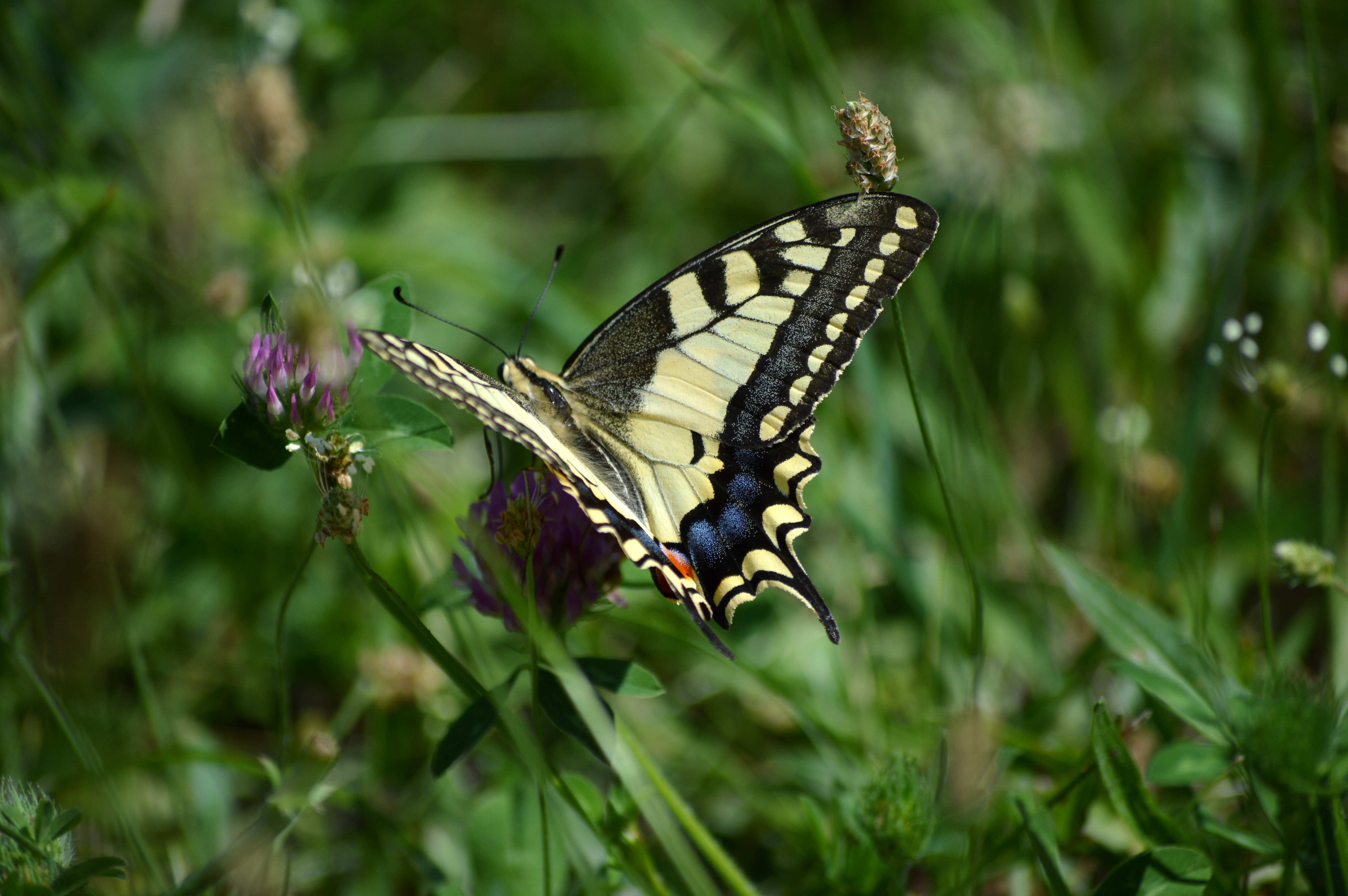 Butterfly, Europe, Bulgaria, animals in the wild, one animal