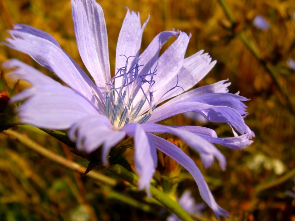 Nature, Wildflower, Green, Flower, flower, purple preview