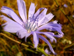Nature, Wildflower, Green, Flower, flower, purple thumbnail