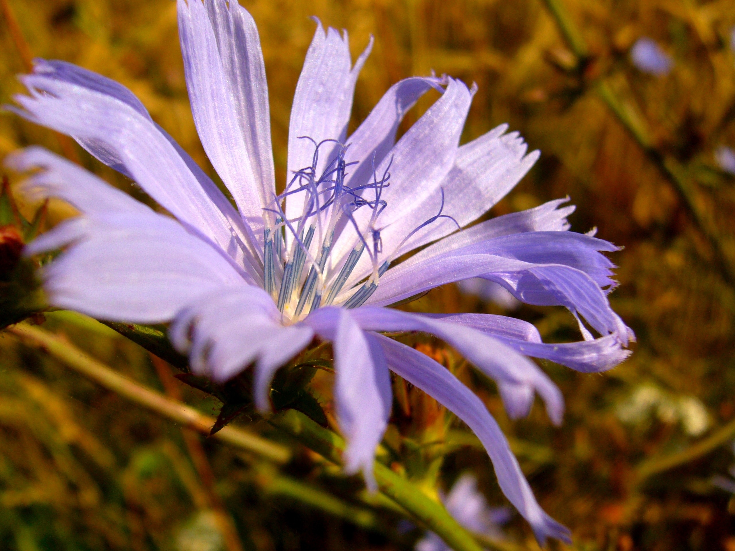Nature, Wildflower, Green, Flower, flower, purple