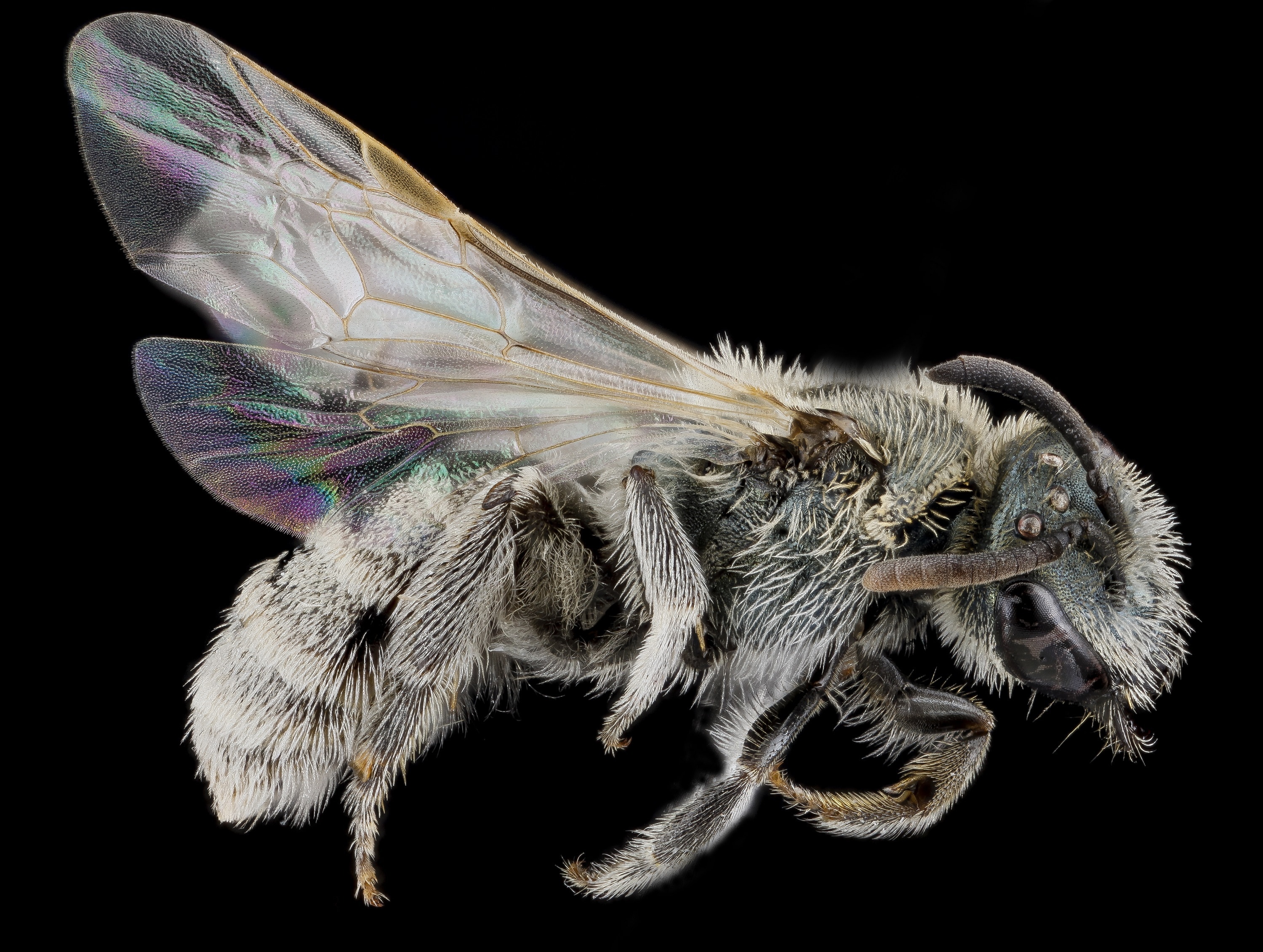 black and gray bee