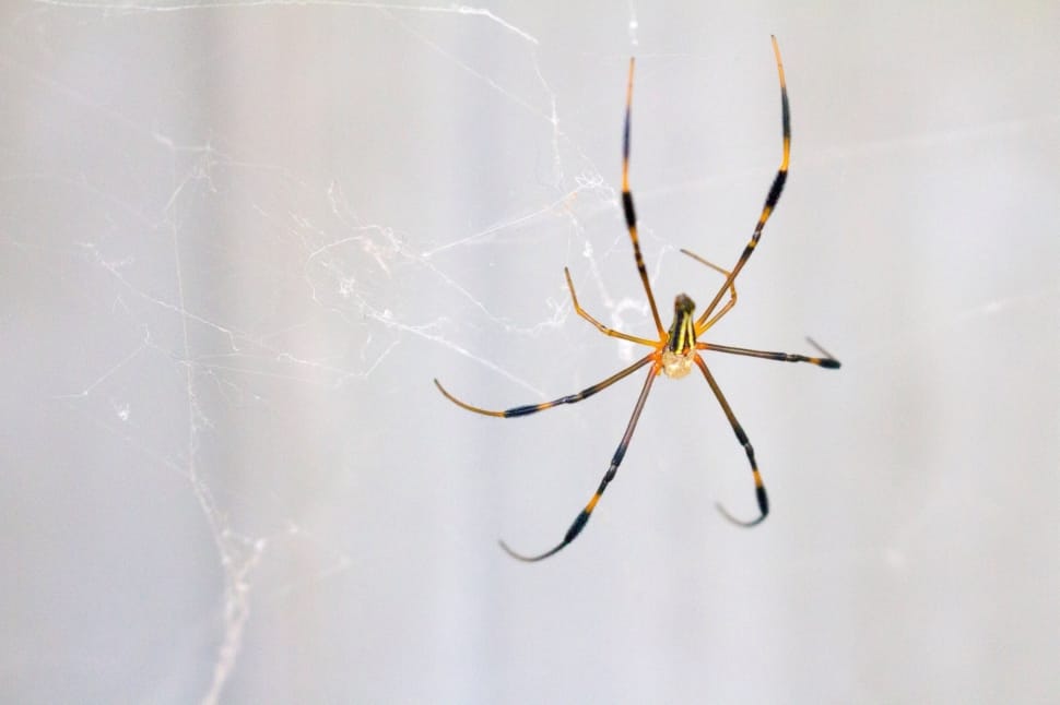 black and yellow  golden orb weaver spider preview