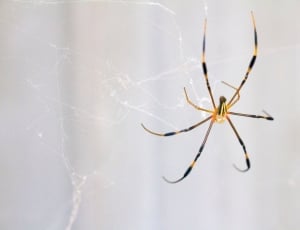 black and yellow  golden orb weaver spider thumbnail