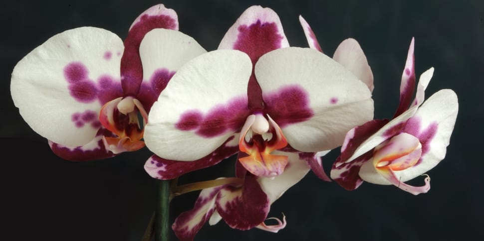 pink and white orchid flowers preview