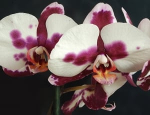 pink and white orchid flowers thumbnail