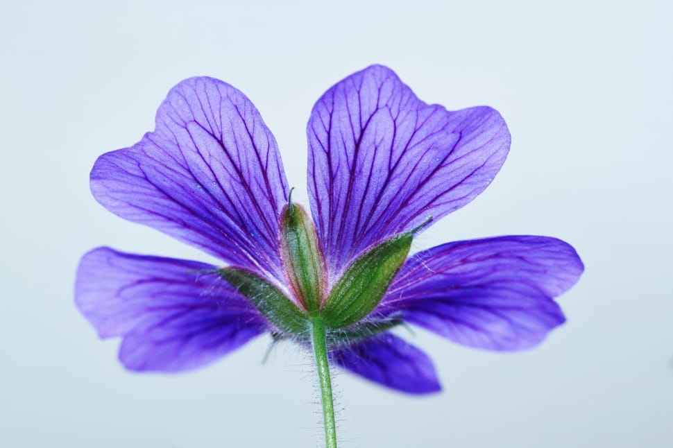 purple petaled flower in close up photo preview