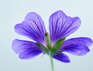 purple petaled flower in close up photo thumbnail