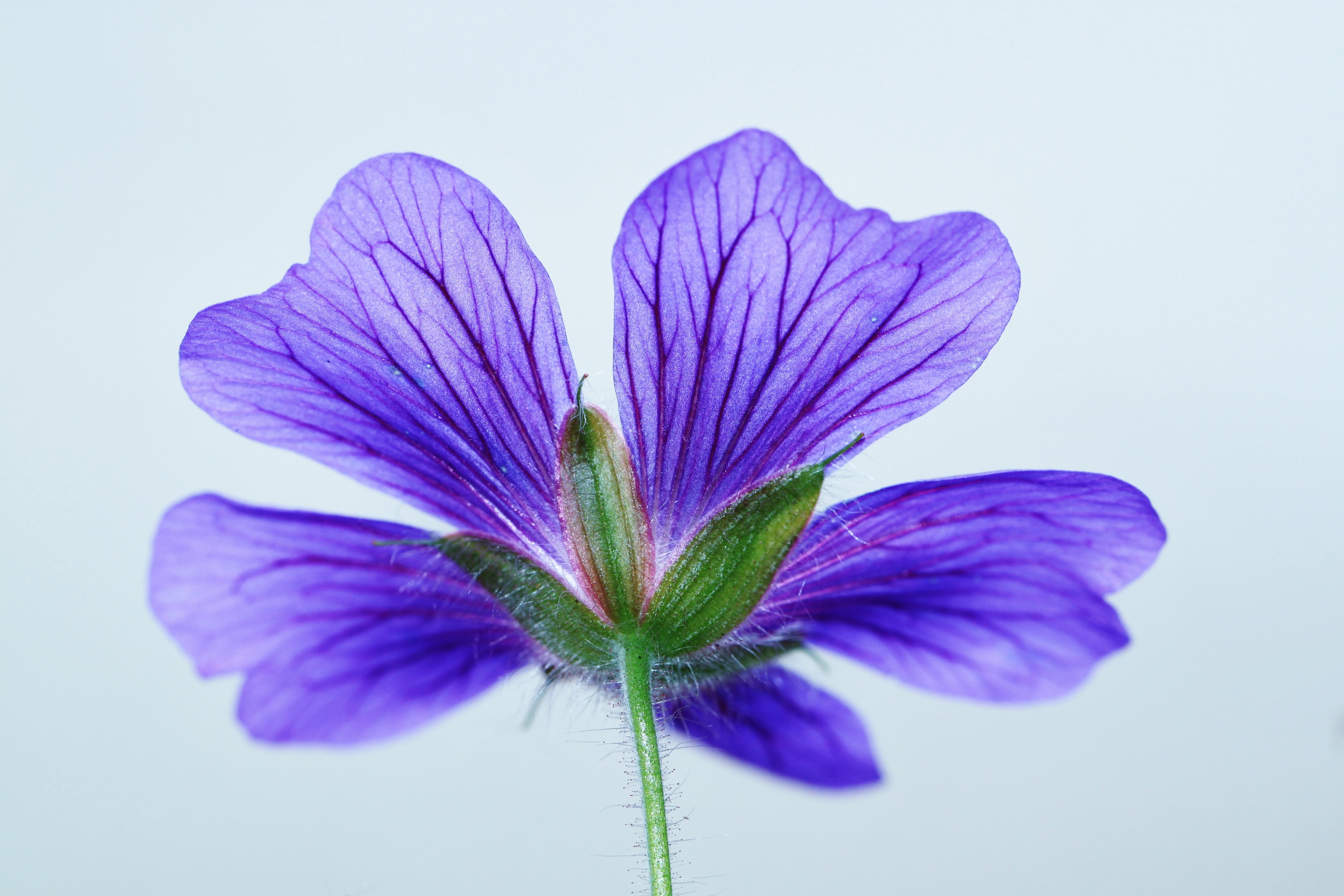 purple petaled flower in close up photo