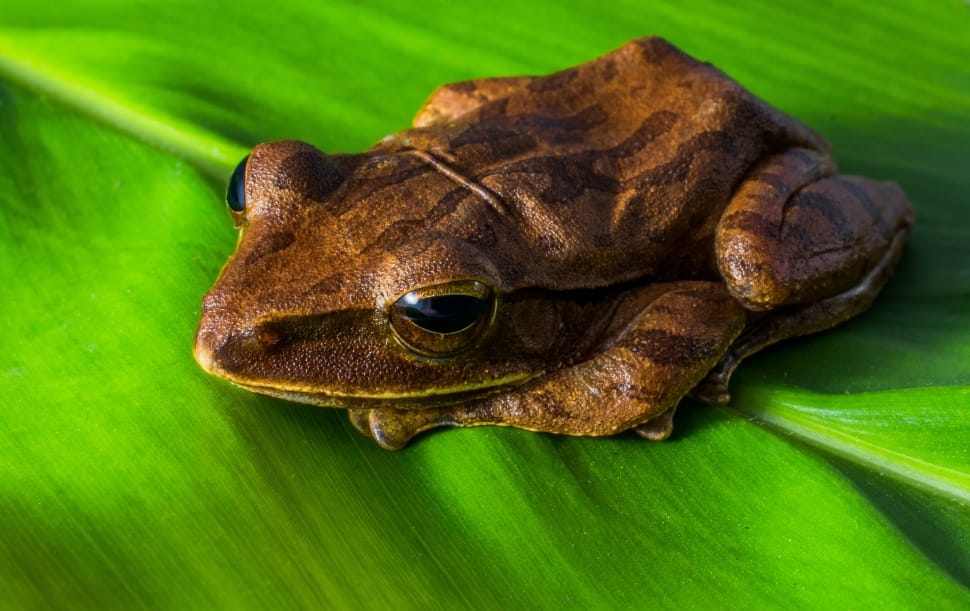 Amphibians, Tree Frog, Anuran, Frog, one animal, reptile preview