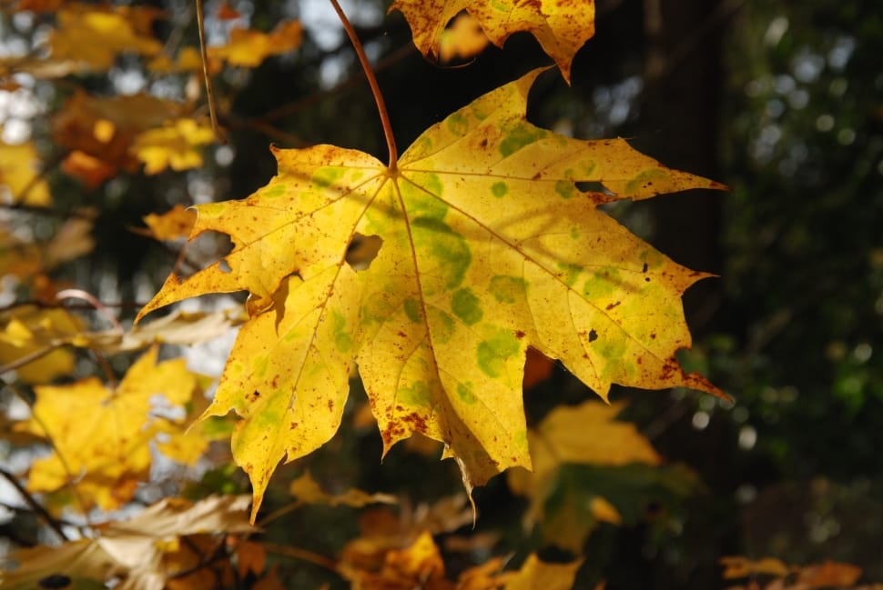 shallow focus photo of yellow leaf preview