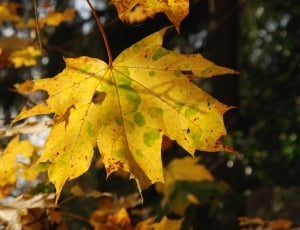 shallow focus photo of yellow leaf thumbnail