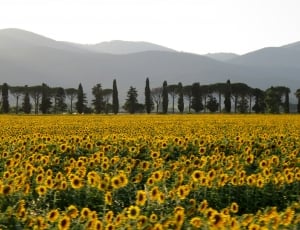 yellow sunflower field thumbnail