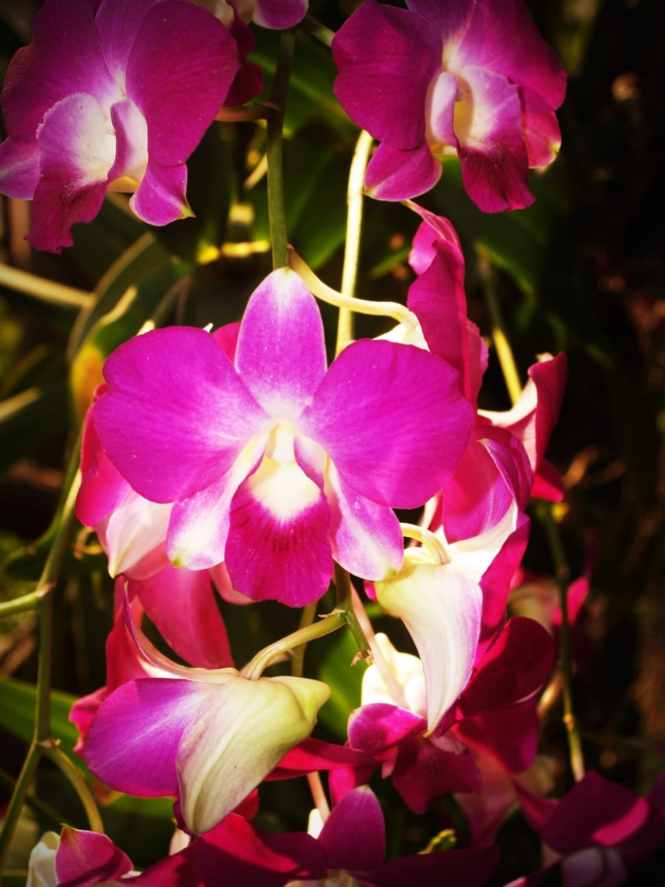 purple and white moth orchid preview