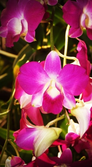 purple and white moth orchid thumbnail