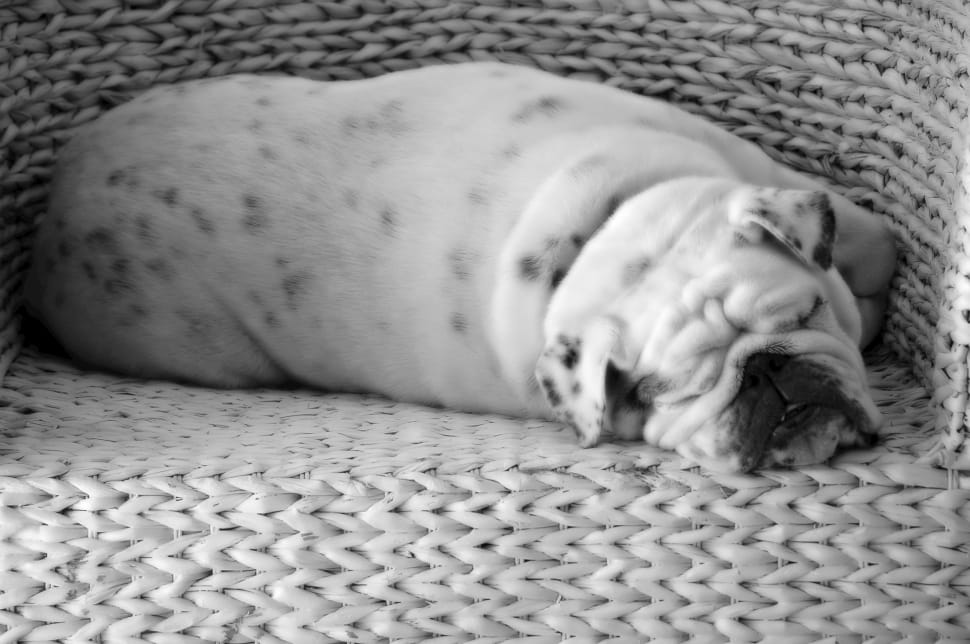 white and black old english bulldog preview