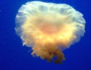 beige jellyfish thumbnail