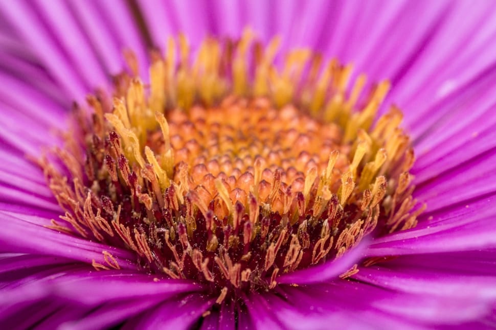 purple and brown petaled flower preview