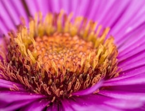 purple and brown petaled flower thumbnail