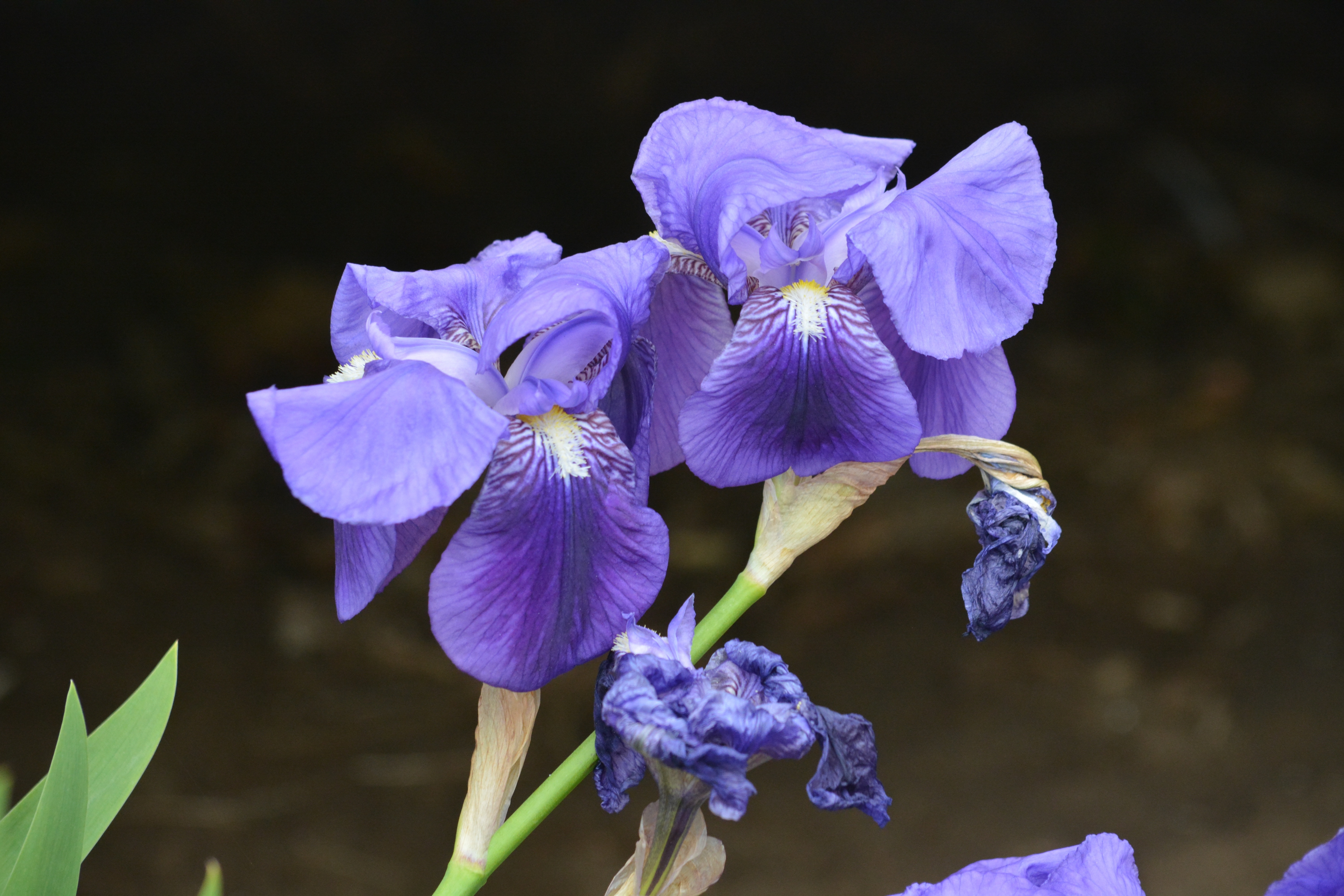 purple petaled orchid