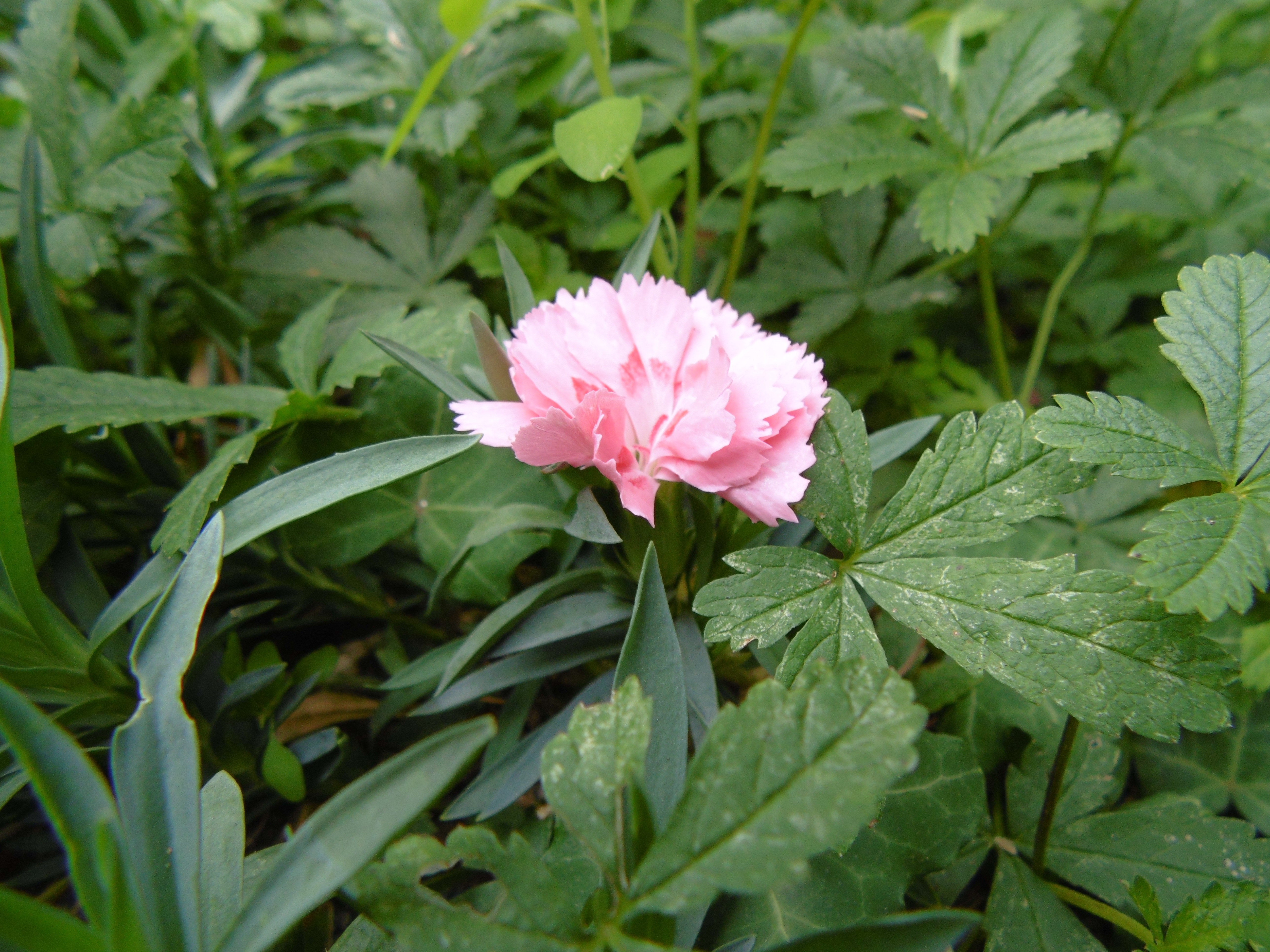 pink petal flower