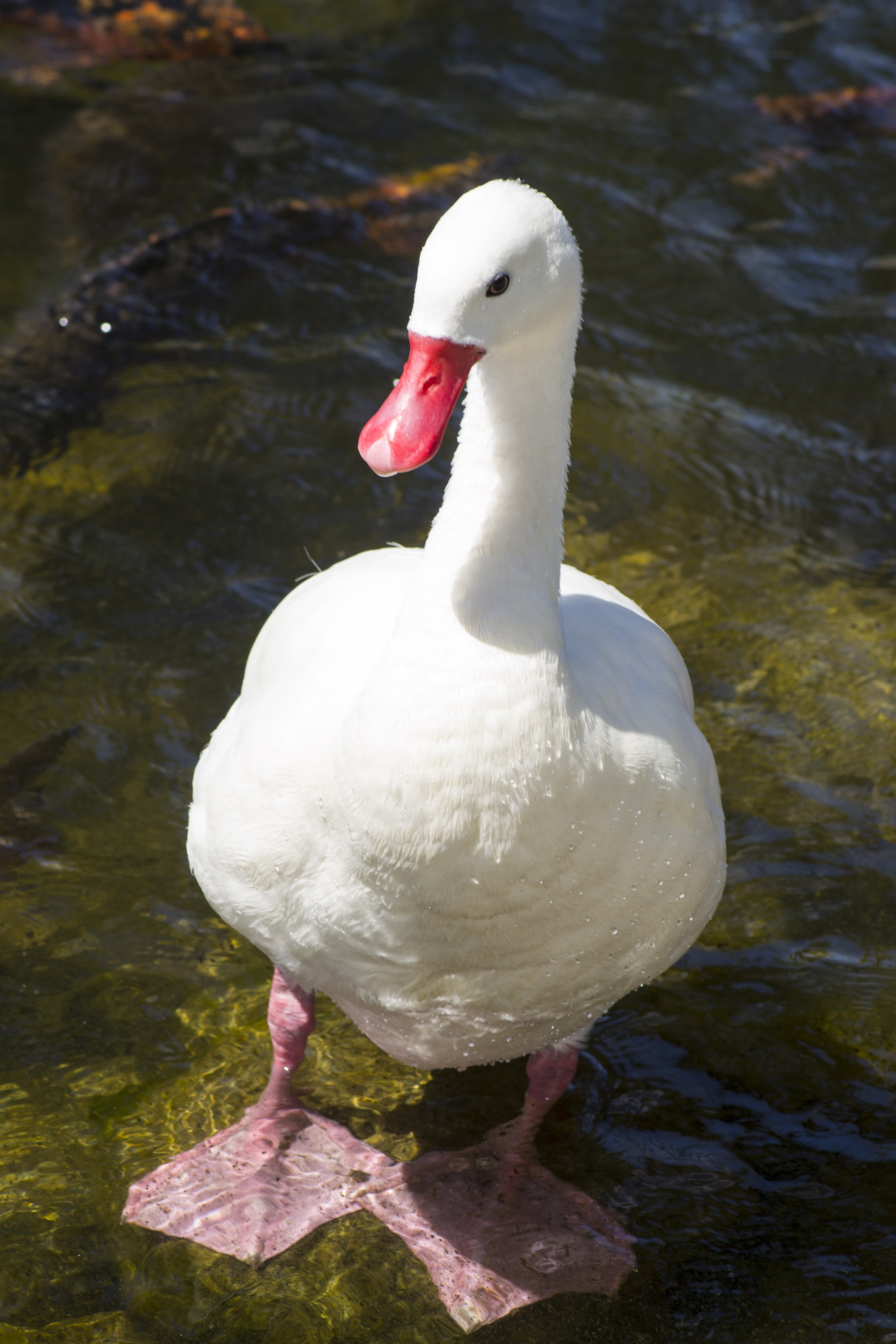 coscoroba swan