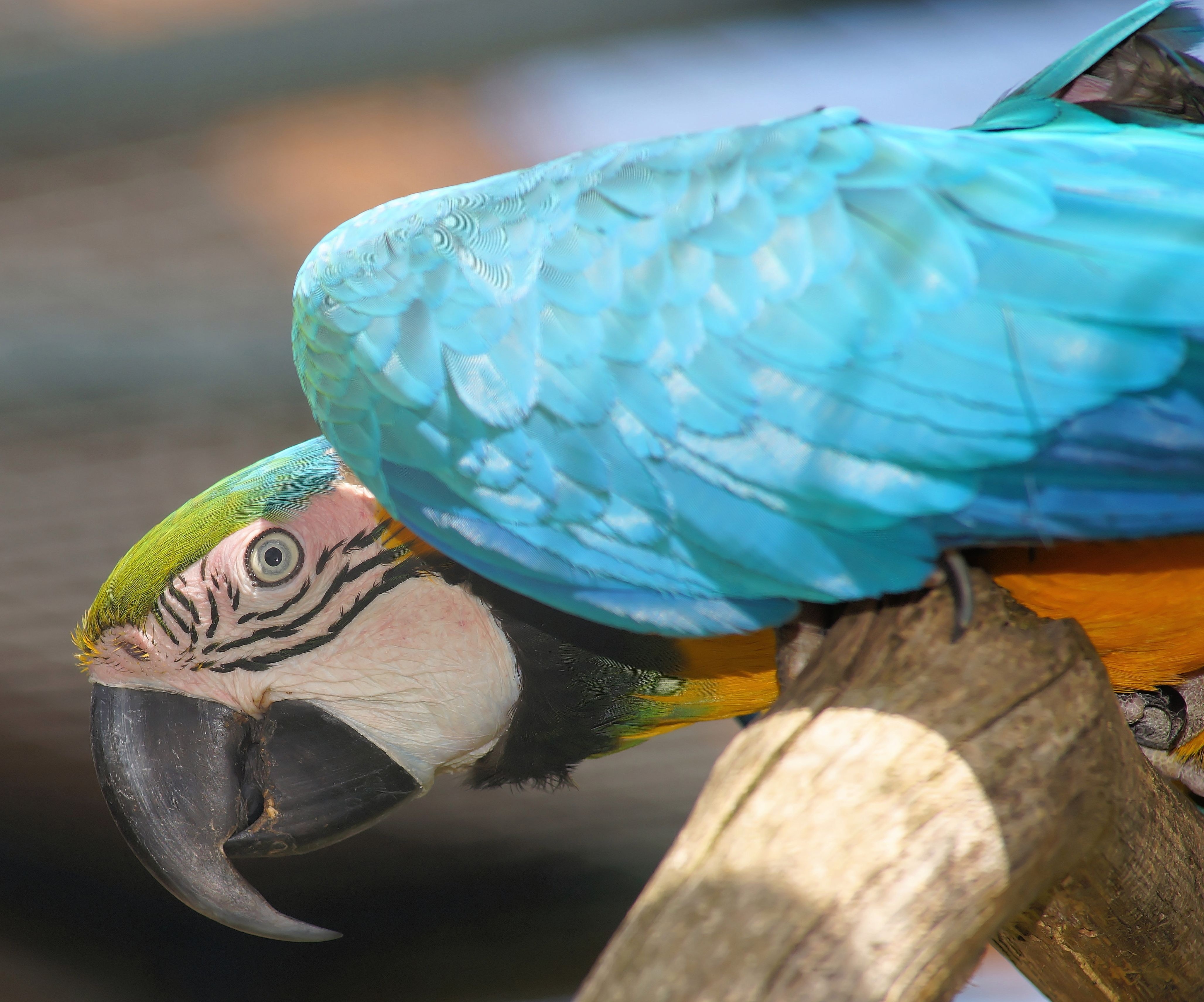 teal and white parrot