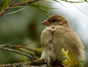 shallow focus photography of brown bird on tree branch thumbnail