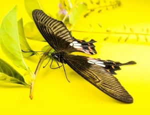 black moth thumbnail