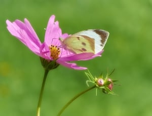 pink cosmos flower with butterfly thumbnail