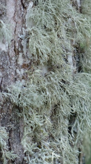 green moss during daytime thumbnail