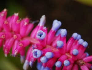 Flower, Design, Nature, Pink, Purple, close-up, pink color thumbnail