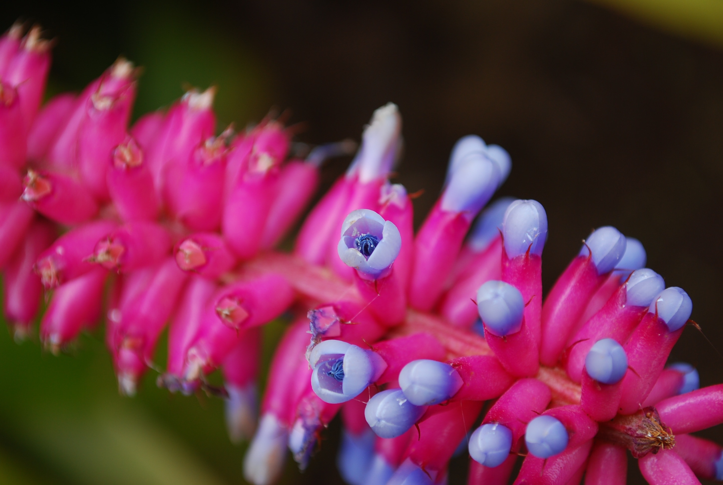 Flower, Design, Nature, Pink, Purple, close-up, pink color