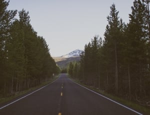 gray asphalt road between green pine trees thumbnail