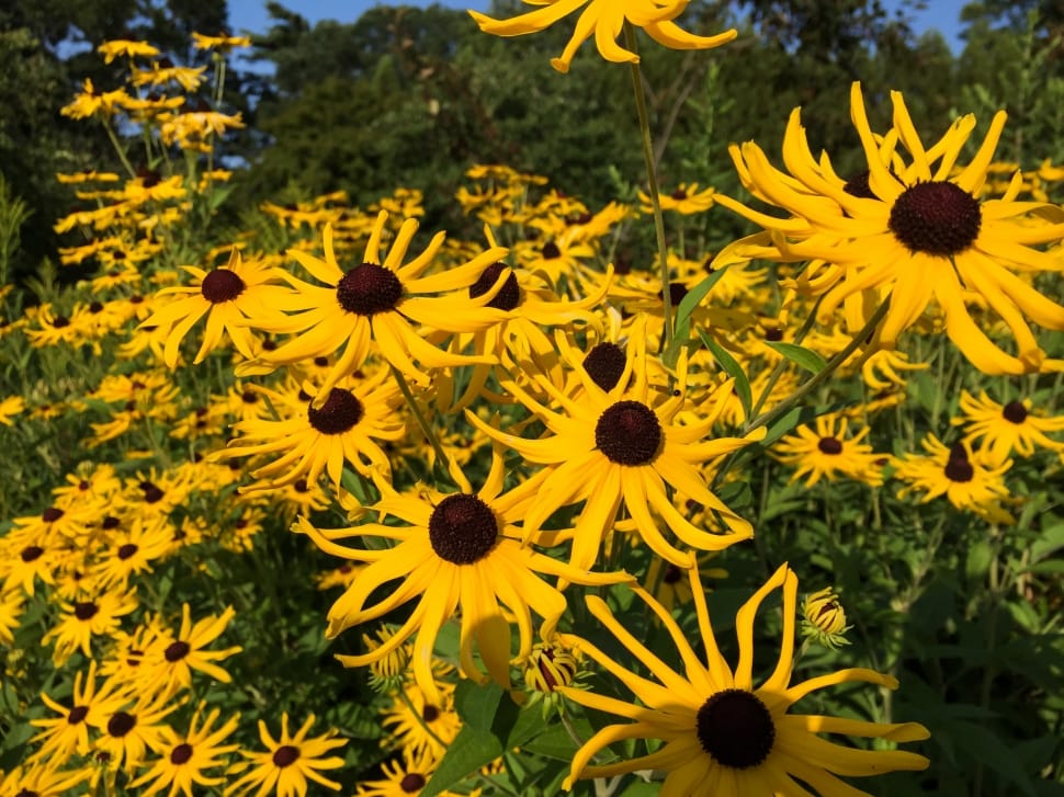 yellow and black sunflowers preview