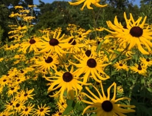 yellow and black sunflowers thumbnail