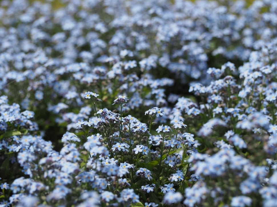 Flowers, Boraginaceae, Forget-Me-Not, snow, cold temperature preview