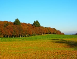 red tree and green grass field thumbnail
