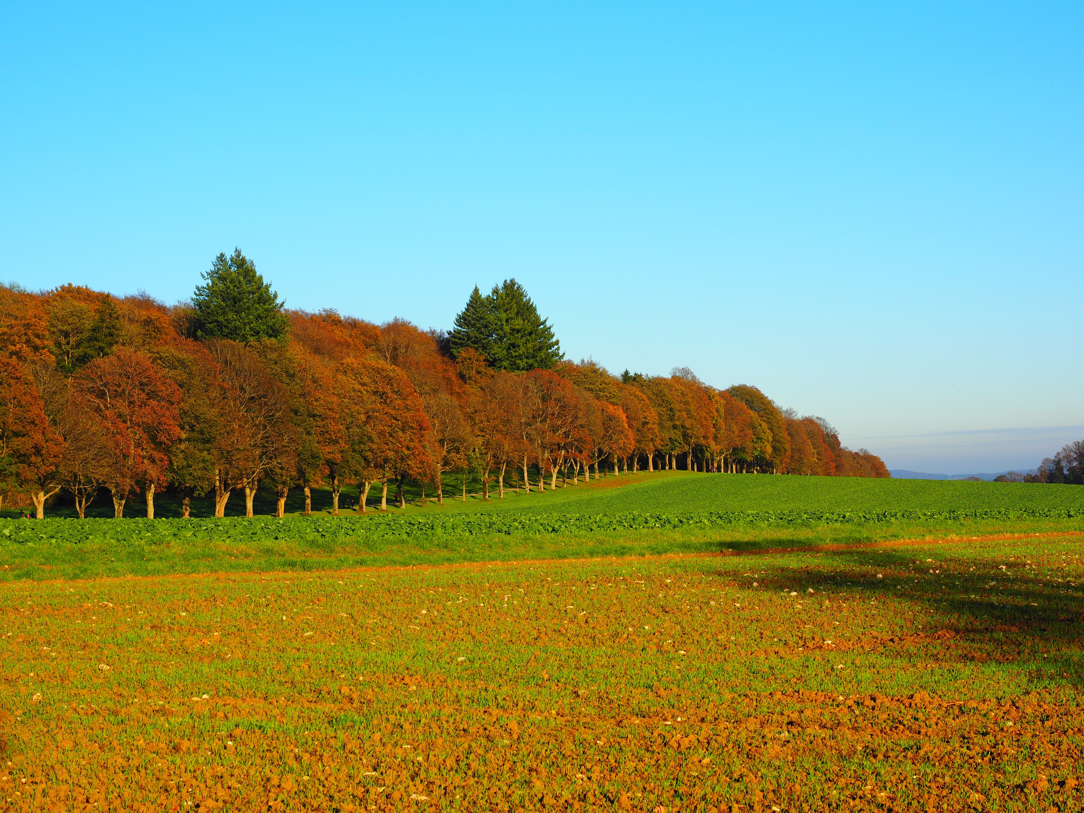 red tree and green grass field
