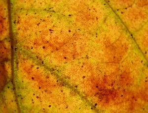 brown dried leaf thumbnail