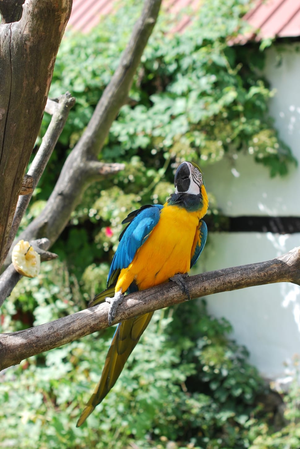 yellow blue and white Macaw preview