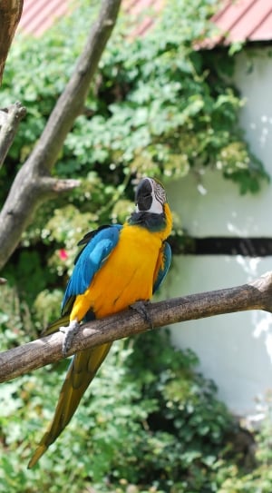 yellow blue and white Macaw thumbnail