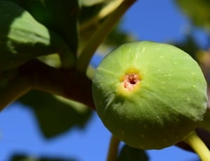 Fig Tree, Fig, Fruits, Real Coward, fruit, food and drink thumbnail