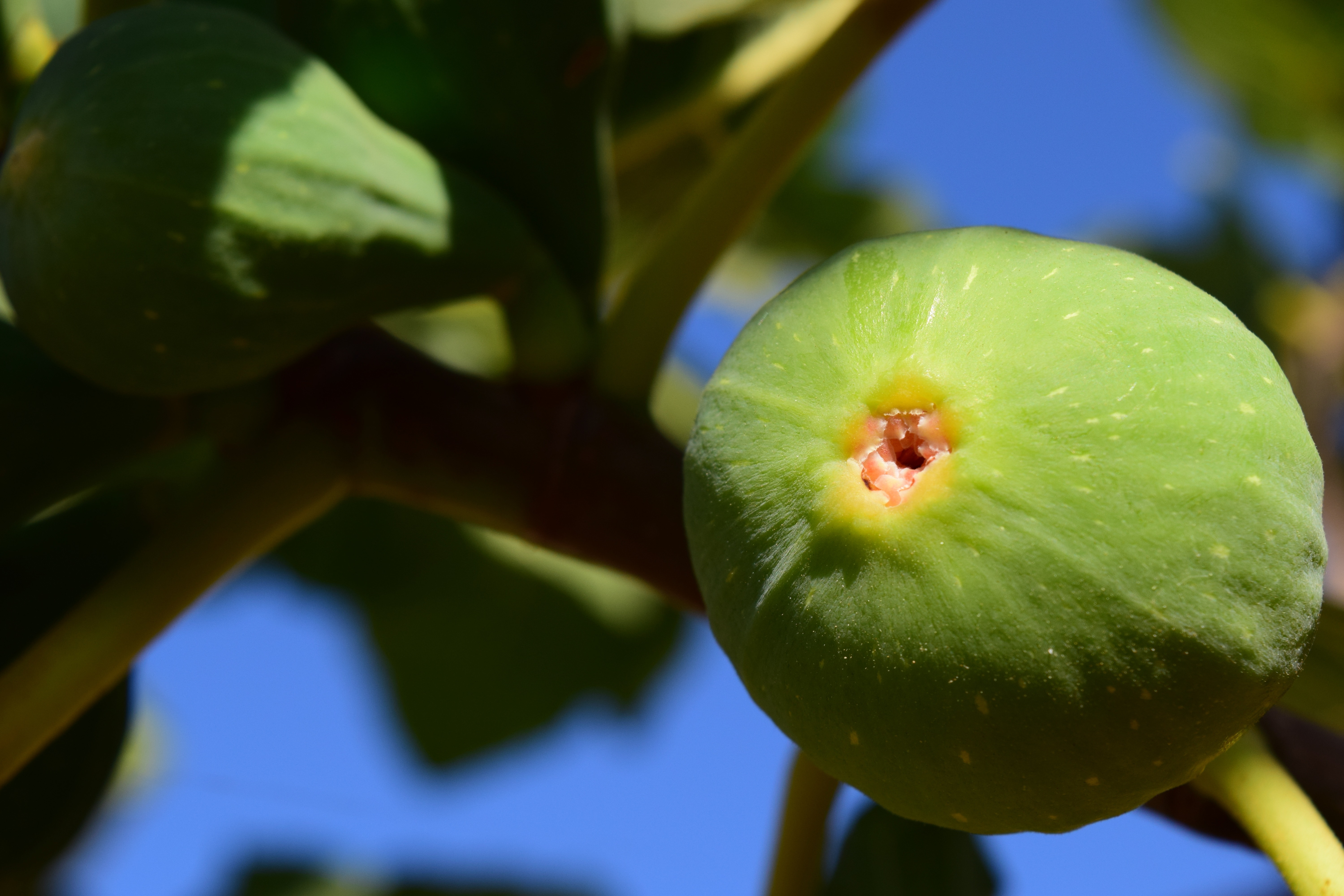 Fig Tree, Fig, Fruits, Real Coward, fruit, food and drink