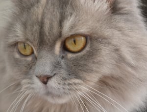 grey short fur cat thumbnail